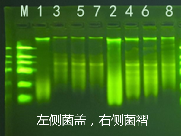 真菌DNA/RNA提取時樣本的預(yù)處理方法總結(jié)
